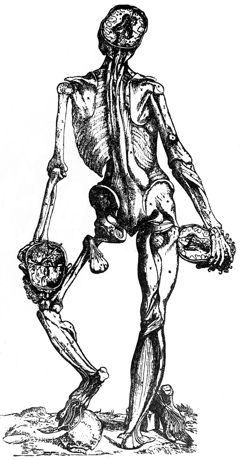 M0000395 Second Muscle Tabula From Vesalius S Epitome From Singer