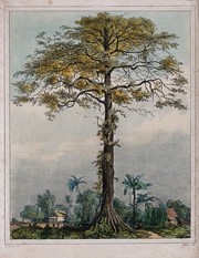 Kapok Or Silk Cotton Tree Ceiba Pentandra Growing By A Village In