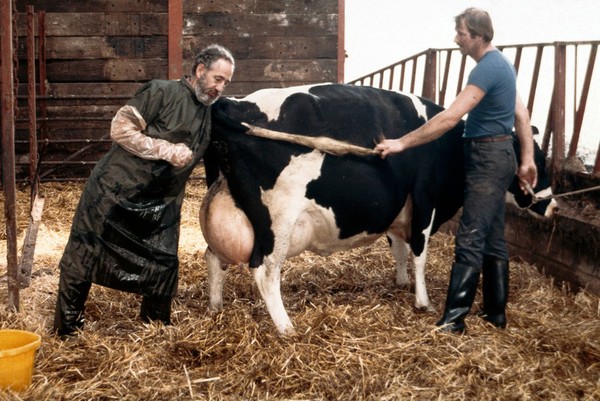 Friesian cow calving