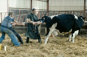 view Vetinary surgeon attends the birth of a friesian cow.