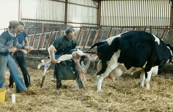 Friesian cow calving.