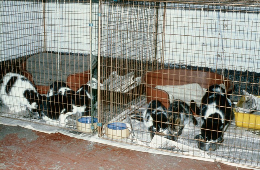 Stray cats in a rescue centre.