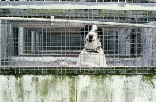 Stray dog in a rescue centre.