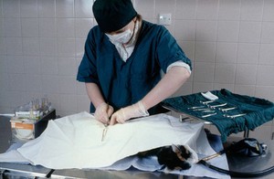 view Preparing for the neutering operation, dog