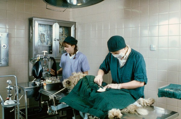 Neutering operation being carried out on dog