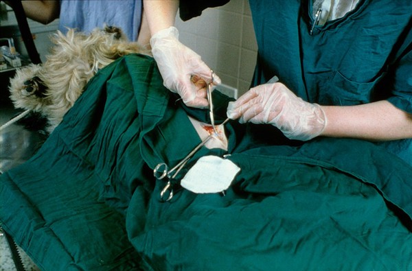 Neutering operation being carried out on dog