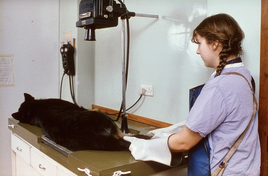 A poor technique for radiotherapy of a cat