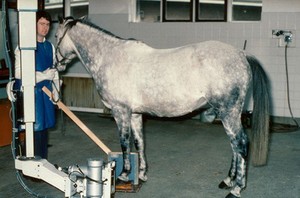 view Positioning a horse for radiography