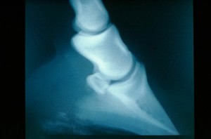 view Lateral radiography of the foot of a horse.