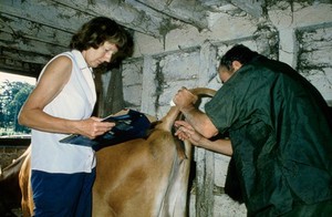 view Examination of anal region of a Jersey cow