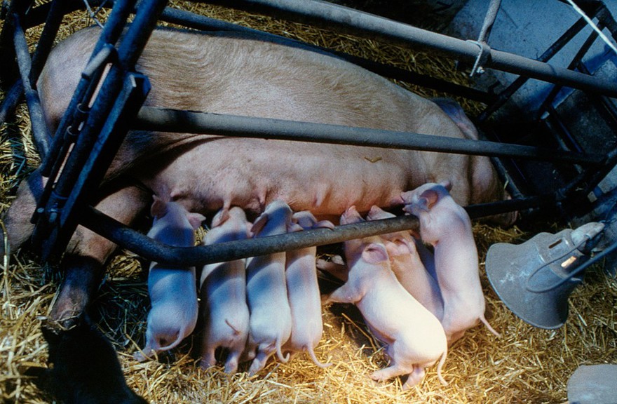 Piglets with mother in farrowing pen.
