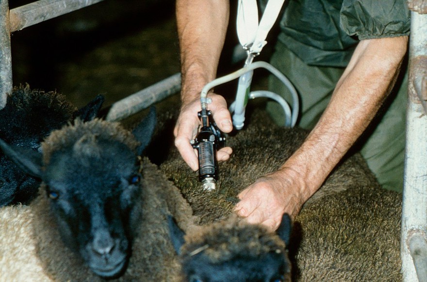 Injecting a black sheep with medication