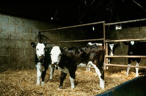 view Calves in an indoor pen.