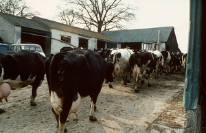 view Dairy cattle going to milking.