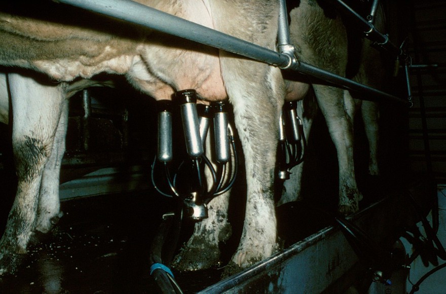 Dairy cows being milked.