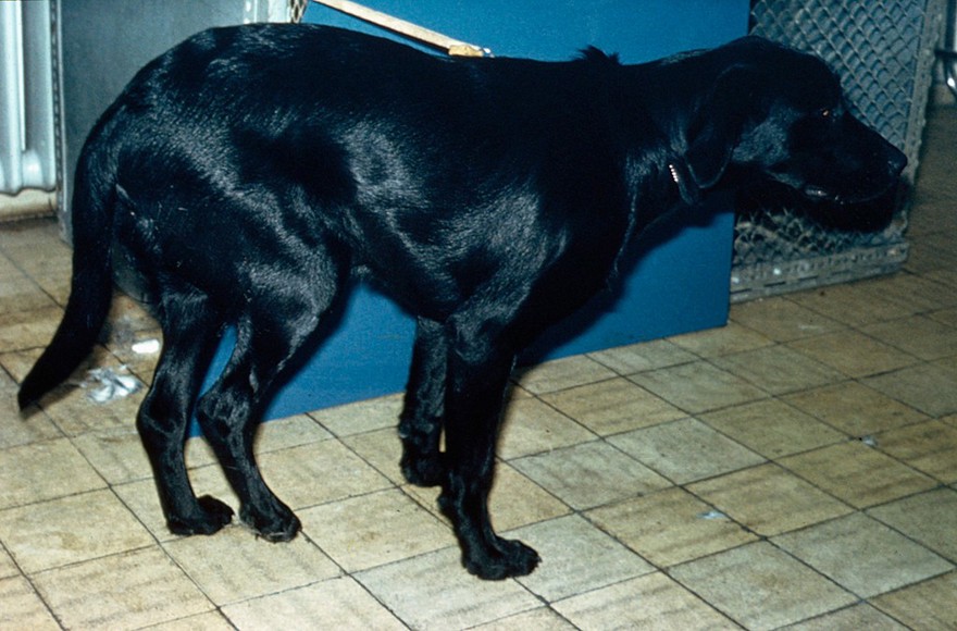 Lame Black Labrador - due to hip dysplasia