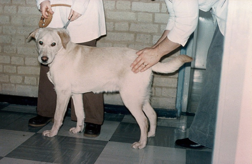Walk test for hip dysplasia - on a dog