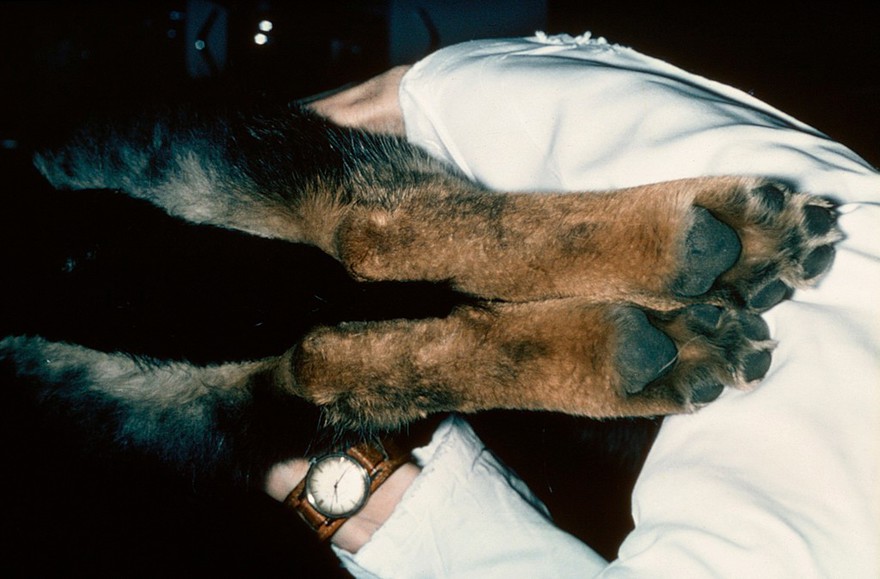 Hip dysplasia - comparing length dog's legs