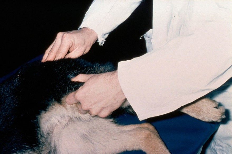 Hip dysplasia - rotating dog's femur