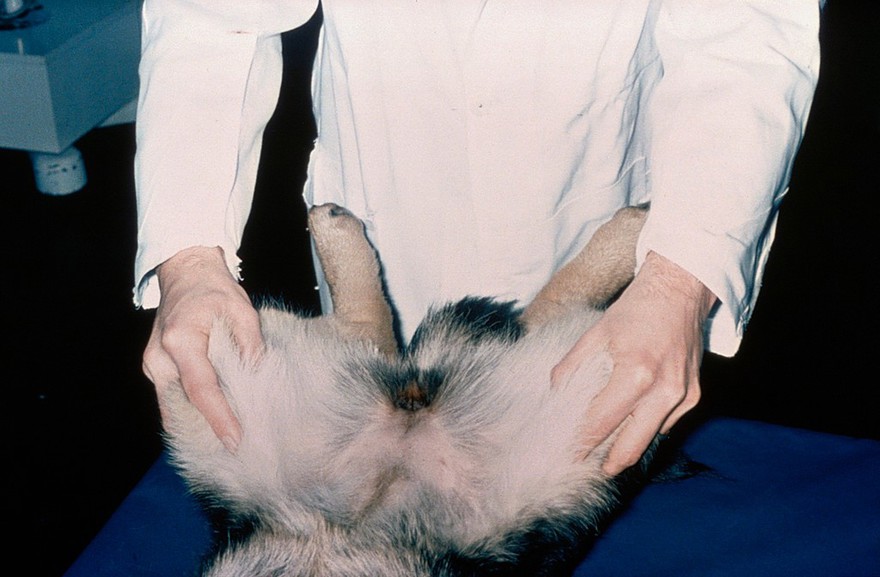 Hip dysplasia - Ortolani test - stage 2