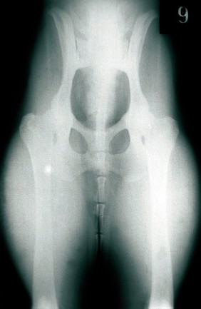 Ventrodorsal radiograph of dog's pelvis