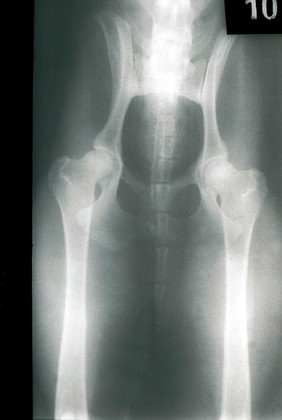 Ventrodorsal radiograph of dog's pelvis