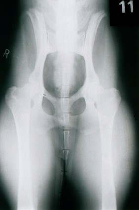 Ventrodorsal radiograph of dog's pelvis