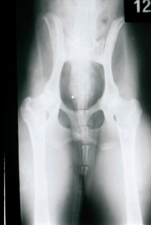 view Ventrodorsal radiograph of dog's pelvis