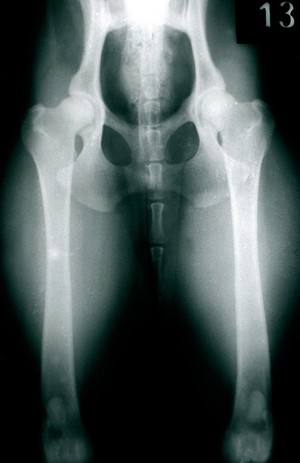 view Ventrodorsal radiograph of dog's pelvis