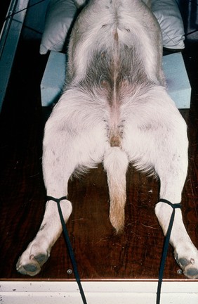 Dog with hindlegs tied, radiography position