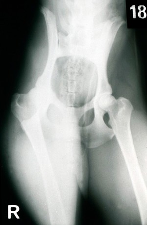 view X-ray of tilted pelvis of a dog.