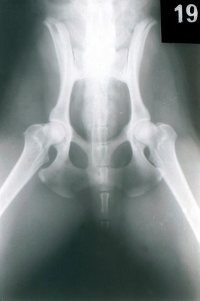 X-ray of dog's pelvis, hind legs untied