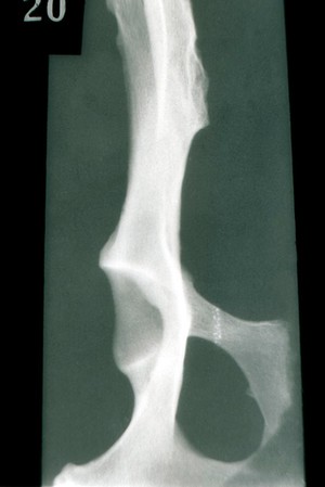 view X-ray: isolated dog pelvis - acetabulum