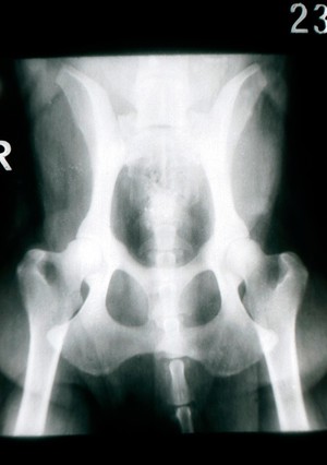 view X-ray: a dog's hip joints - normal