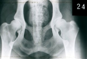 view X-ray: a dog's hip joints - slight dysplasia