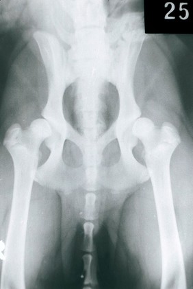 X-ray: a dog's hip joints - dysplasia