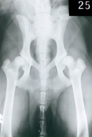 view X-ray: a dog's hip joints - dysplasia