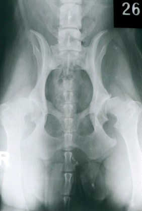 X-ray: a dog's hip joints - severe dysplasia