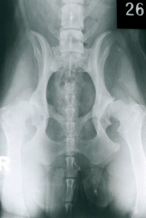 view X-ray: a dog's hip joints - severe dysplasia