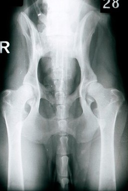 X-ray: a German Shepherd's hip joints