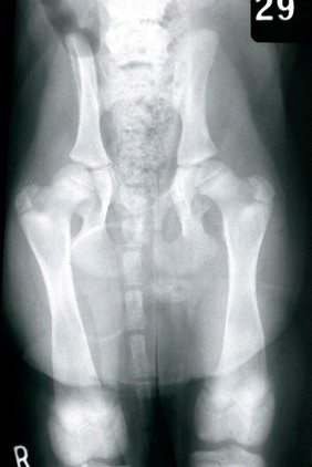 X-ray: abnormal small facet, dog's hip joint