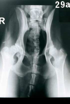 X-ray: abnormal small facet, dog's hip joint