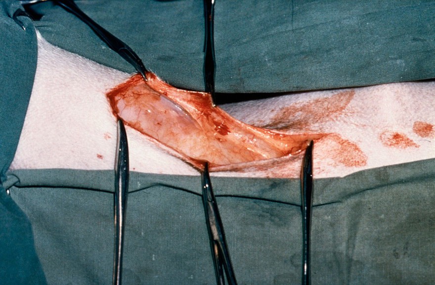 Skin incision - treatment hip dysplasia, dog
