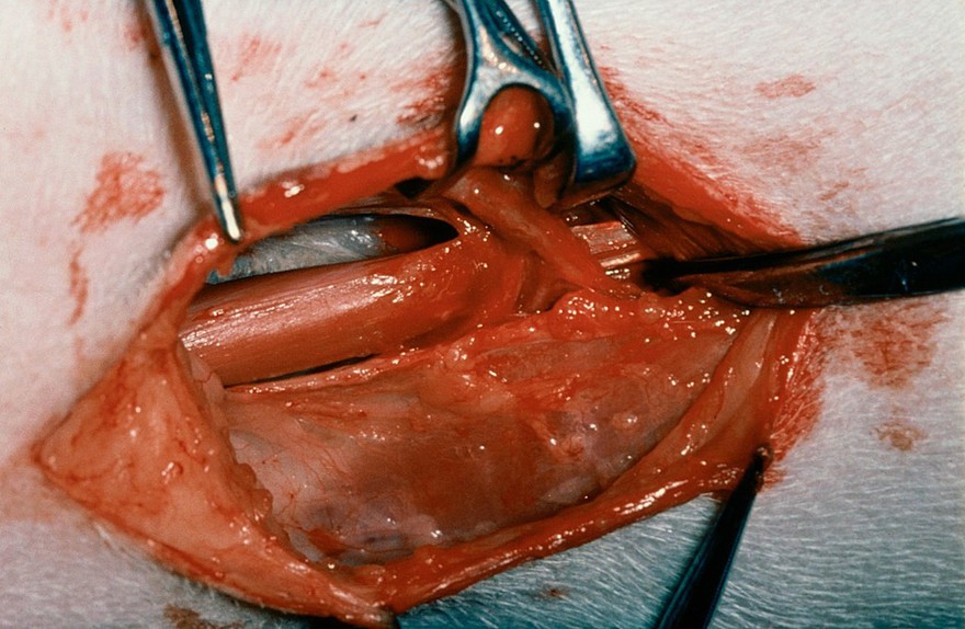 Incision, dog's hip: pectineus muscle