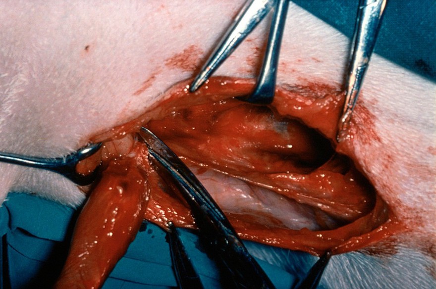 Hip dysplasia operation on dog - muscle