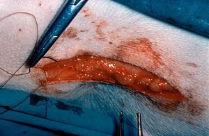 view Dog operation on hip: subcutaneous tissue