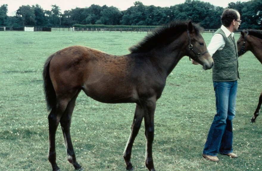 Foal coat: foal bay, still much coat on legs