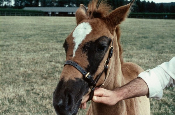 Foal coat: foal's head with large patch