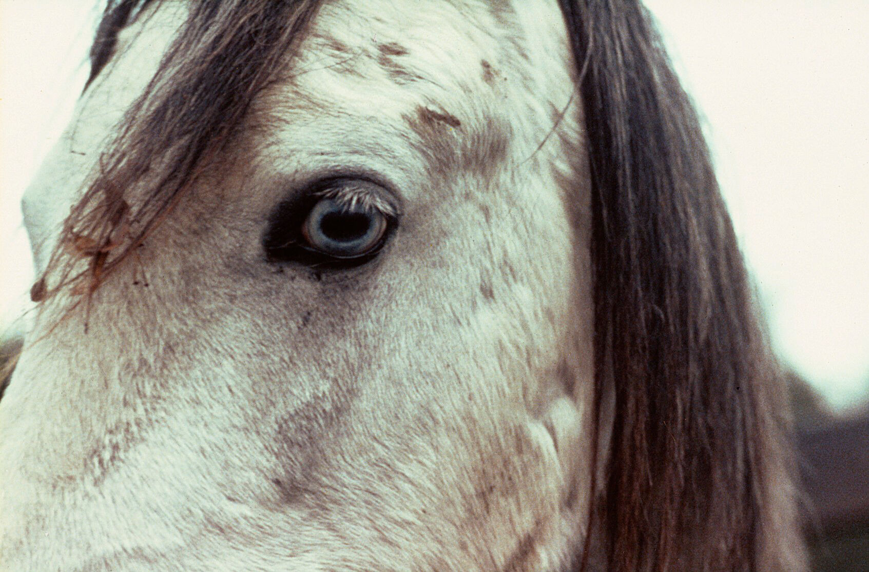 Close Up Of A Horse S Head Wall Eye Wellcome Collection