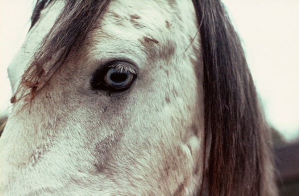 Close-up of a horse's head - wall eye